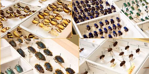 Behind the Science with Curator of Flies Torsten Dikow
