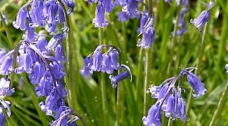 Blackheath Society Walk & Talk:  In search of Bluebells