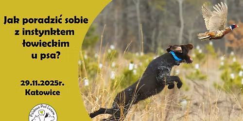 Tw\u00f3j pies nie musi goni\u0107 zwierzyny