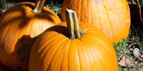 Pill Fields Pumpkin Picking