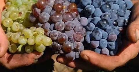 Better Together: White, Pink and Red Wine Blends