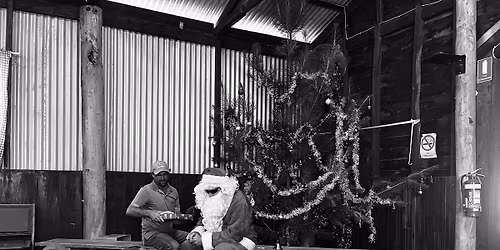 Acton Park Hall Christmas Tree 2025