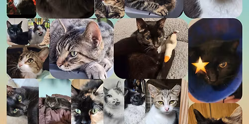 Pet Food Distribution- Operation Noel