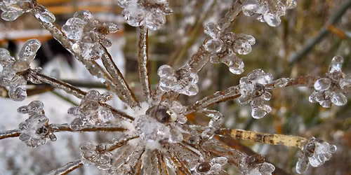 Out of the Woods - WREATH-MAKING WORKSHOP
