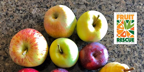 Fruit Rescue - Walnut Creek Area