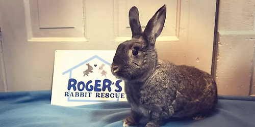 Paint with Rabbits - Fundraiser for Roger's Rabbit Rescue, Inc.