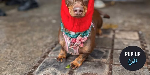 Bournemouth - Dashing Dachshund Christmas Tour \ud83c\udf84