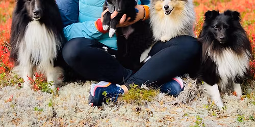 Ledige plasser!! Agility kurs med Irene Yrstad!