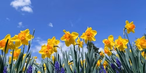 Daffodil Dreams Artisan & Vendor Market (outdoors)