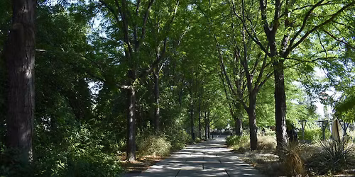 Mindfulness in the Garden: A Guided Forest Bathing Experience