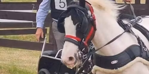 Chard equestrian combined training driving competition