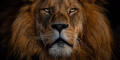 Lions Gate Activation Meditation