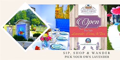 Sip, Shop and Wander - Pick Your Own Lavender