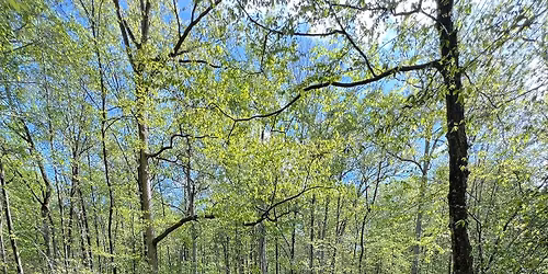 NJ Audubon: Forest Bathing