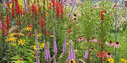 Native Plant "Pop-Up" at Rhoads
