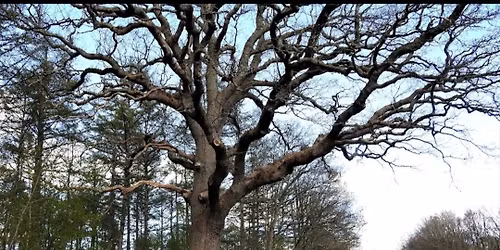 SK-AL Cannonball "Den store Eg"