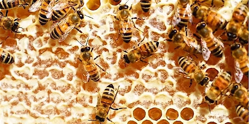 Sweet Rewards: How Honey is Extracted