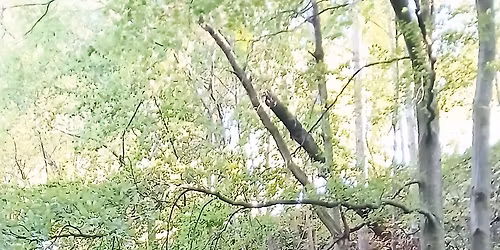 Grounding & Meditation in Nature