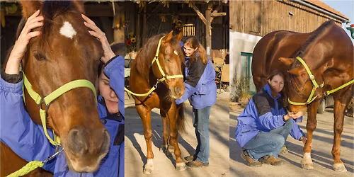 Ausbildung Cranio Sacrale K\u00f6rper- & Energiearbeit am Pferd - Steiermark 2026