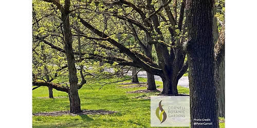 Get to Know the Arboretum: Connect with the Nut and Oak Collections