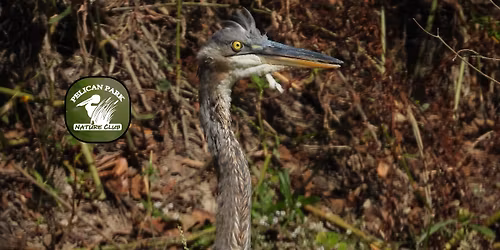 Monthly Bird Walk: Fontainebleau Early Birds