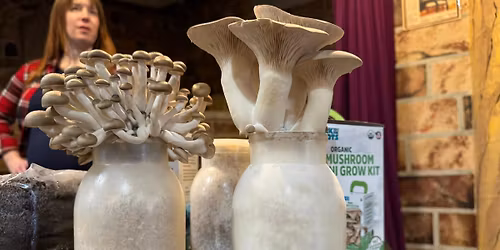 Myopia Gourmet Mushrooms, Inc Returns to Sandcastles!