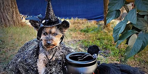 Howl-O-Ween: A Hallowe'en Pet Party outside on Courthouse Library Plaza