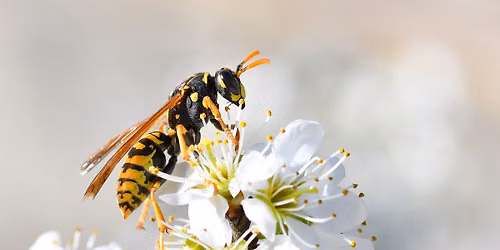 Hike with Jane: Insects