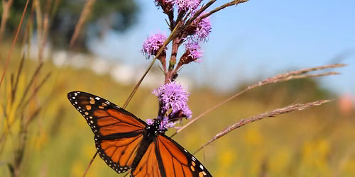 Nature Discovery Day: Monarch Butterflies