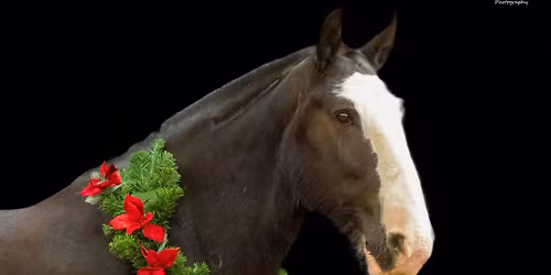 CHIRTSMAS HORSE PHOTO SHOOT WITH LOUISE WARD PHOTOGRAPHY