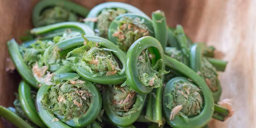 Edible Wild Plants and Mushrooms of Spring-Presentation