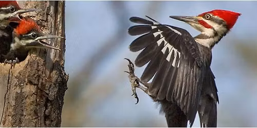 Nature Workshop: \u201cLooking & Listening for Birds in the Woods\u201d with Joanne Fortin
