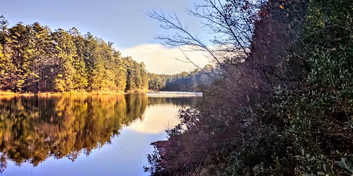 Naturalist Bootcamp: Ultimate Tree ID