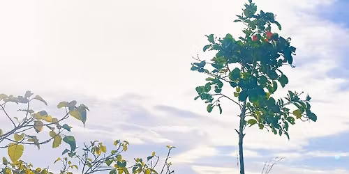 no face edition 2026