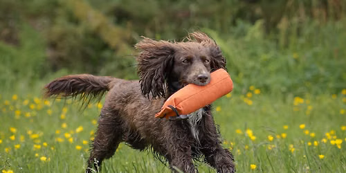 Working Test for spaniel