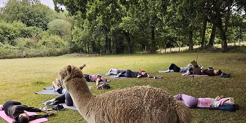 Alpaca Pilates at Hope Farm Rescue
