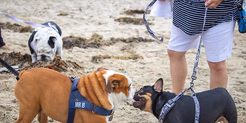 *NEW DATE* French & English Bulldog Beach Day!