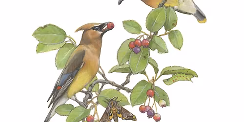 Midwest Native Plant Conference
