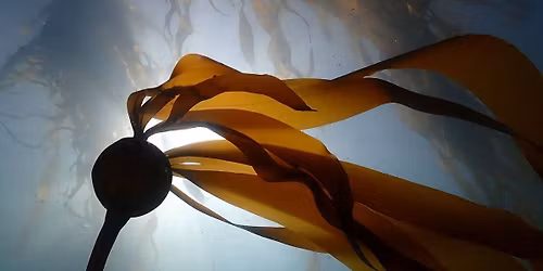 Sequoias of the Sea - Asilomar November 22 at 2:00