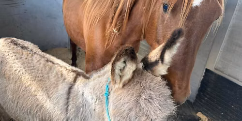 Save the Horses New Volunteer Orientation (June)