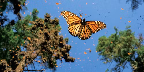 Parking Jaime Rojo, Photographer Chasing Monarchs