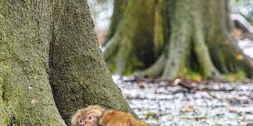Winter Walks - Private Behind the Scenes Tours of Monkey Forest
