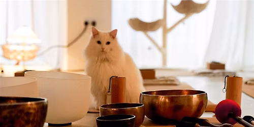 Cat Sound Bath