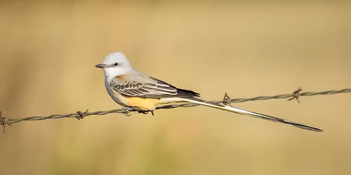 Burcham Park Birdability Field Trip