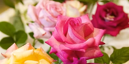 Spring Starts in the Winter for Roses