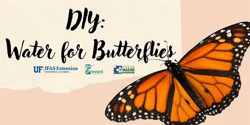 DIY: Water for Butterflies