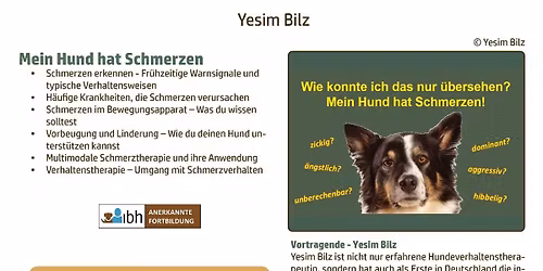 Wie konnte ich das nur \u00fcbersehen? Mein Hund hat Schmerzen!