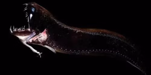 Glow in the Dark: A Bioluminescent Halloween