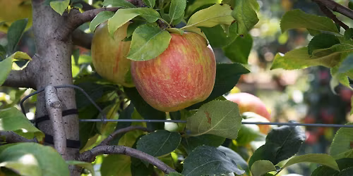 Harbes Honeycrisp Apple Festival