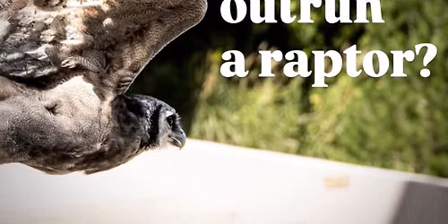 Wild Birds Unlimited Presents: Could YOU Outrun A Raptor? 5k 